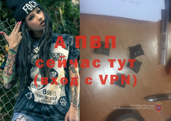сатива Аркадак